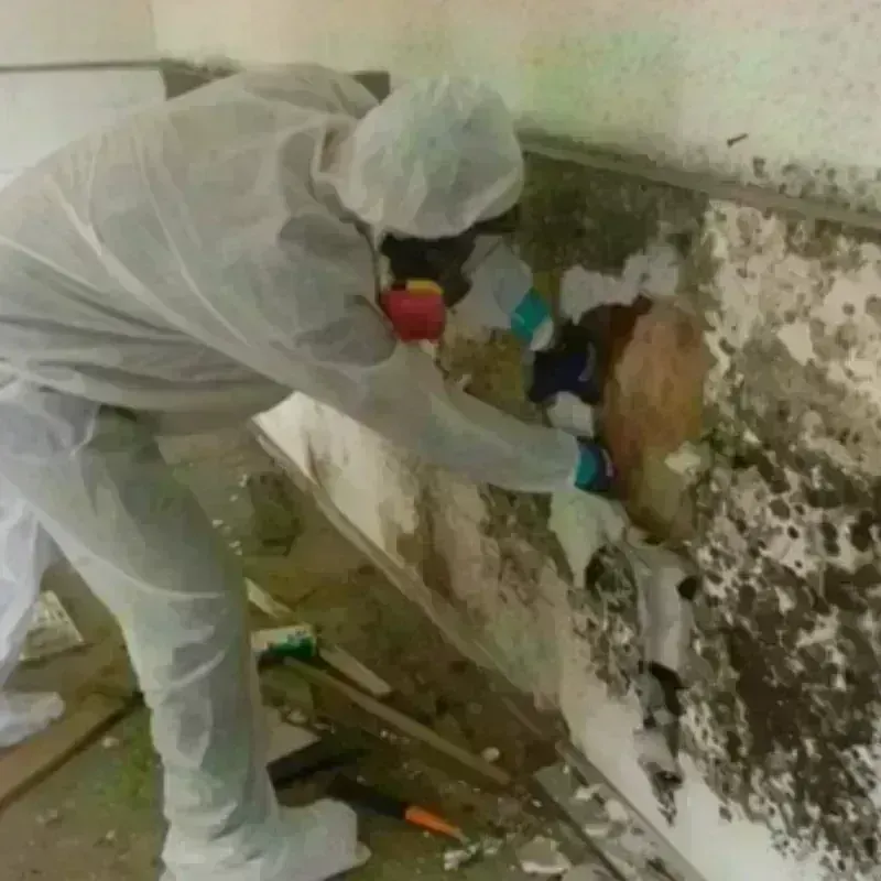 Mold Remediation and Removal in Randolph, UT